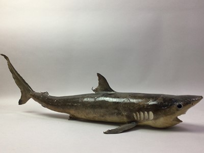 Lot 89 - TAXIDERMY JUVENILE THRESHER SHARK