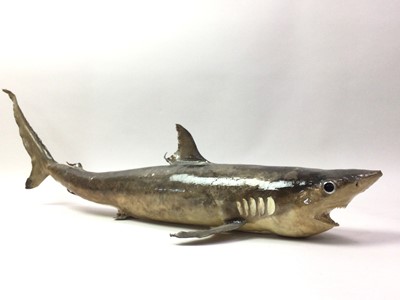Lot 89 - TAXIDERMY JUVENILE THRESHER SHARK