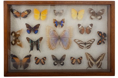 Lot 1599 - TAXIDERMY DISPLAY OF BUTTERFLIES