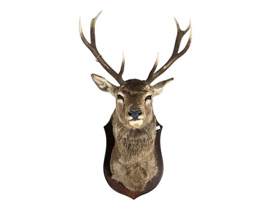 Lot 1654 - LARGE TEN POINT STAG HEAD